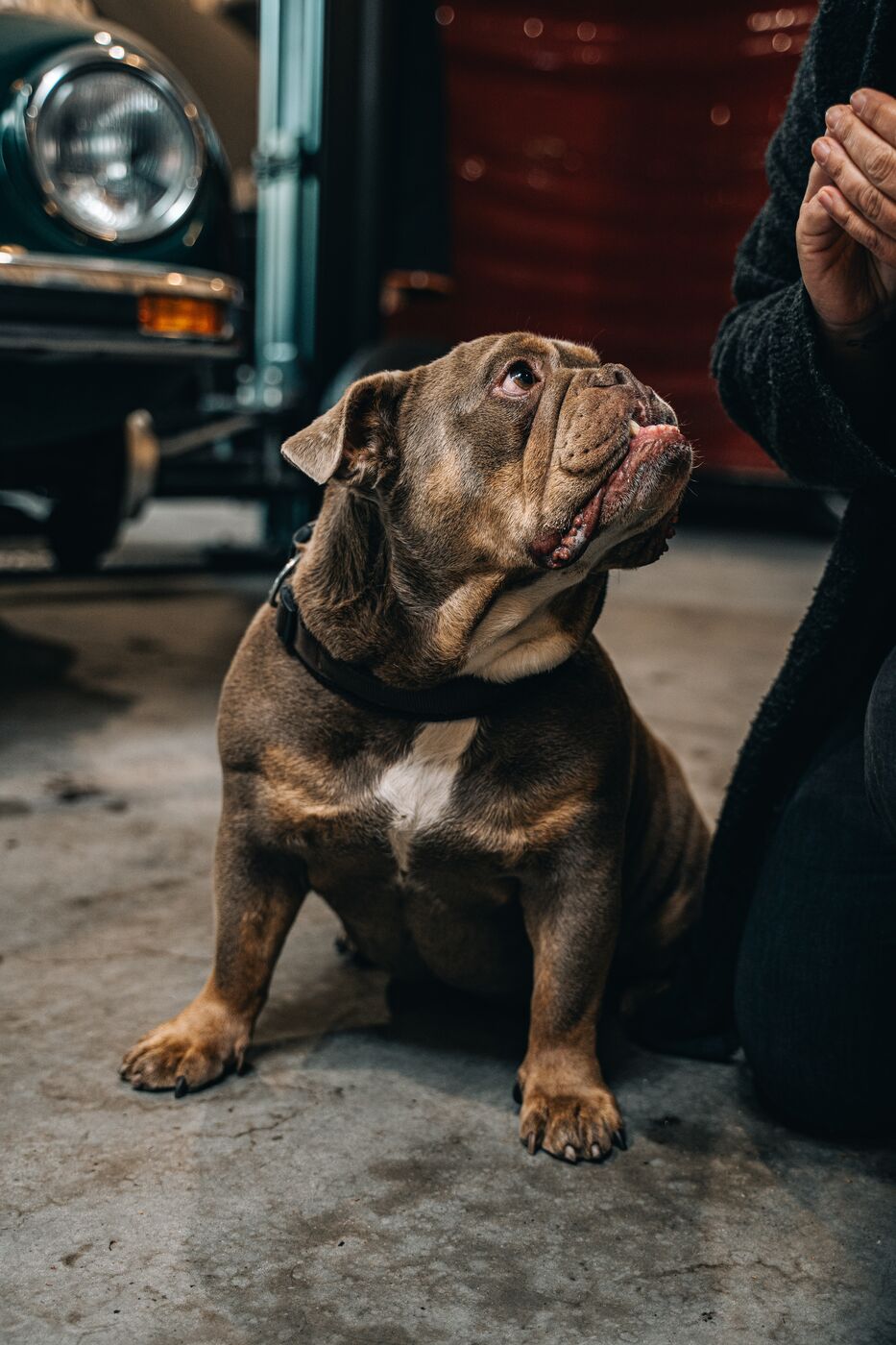 Werkstatthund Eddie von De Ole Werkstuuv